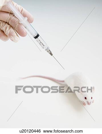 Stock Photograph - Studio shot of hand in glove holding syringe above white mouse. Fotosearch