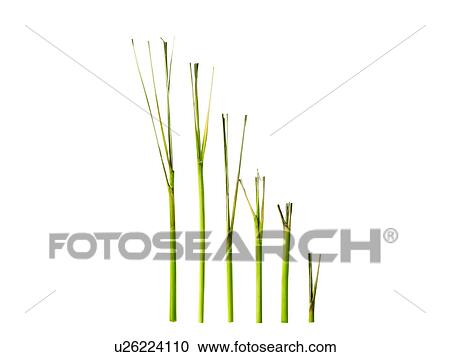 Studio shot of lemon grass View Large Photo Image Stock Image - Studio shot of lemon grass. Fotosearch