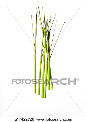 Studio shot of lemon grass View Large Photo Image Stock Photograph - Studio shot of lemon grass. Fotosearch