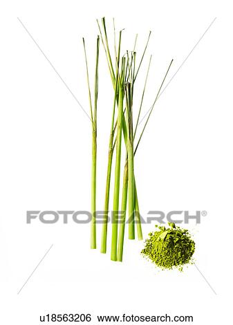Studio shot of lemon grass View Large Photo Image Stock Photograph - Studio shot of lemon grass. Fotosearch