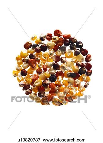 Studio shot of Mixed Corn Seeds on white background View Large Photo Image Stock Photo - Studio shot of Mixed Corn Seeds on white background. Fotosearch