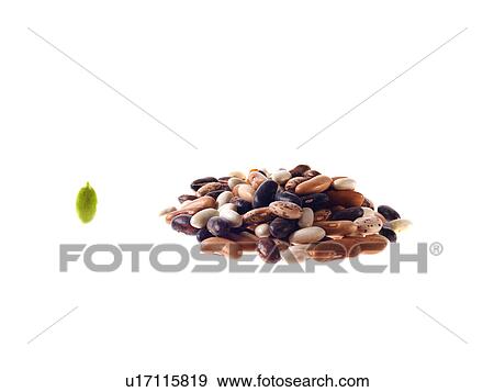 Studio shot of Mixed Seeds on white background View Large Photo Image Stock Photo - Studio shot of Mixed Seeds on white background. Fotosearch