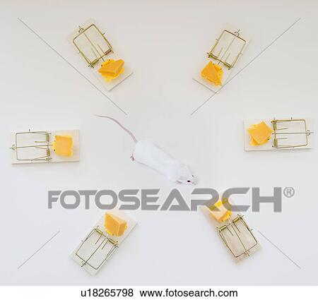 Stock Photo - Studio shot of mouse surrounded by mouse traps. Fotosearch