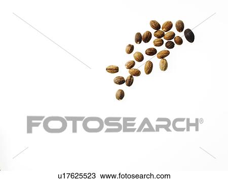 Studio shot of nutmeg View Large Photo Image Stock Image - Studio shot of nutmeg. Fotosearch
