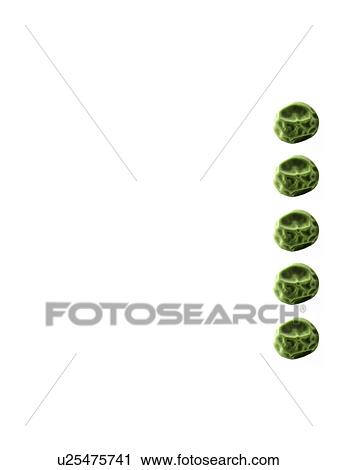 Stock Image - Studio shot of Pea Seeds on white background. Fotosearch