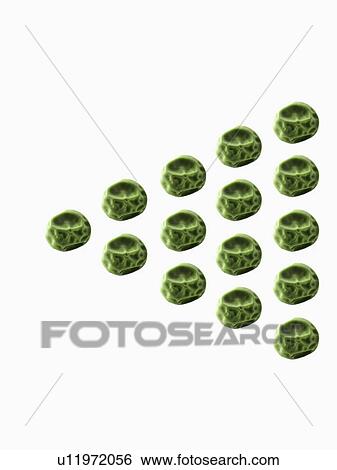 Stock Photograph - Studio shot of Pea Seeds on white background. Fotosearch
