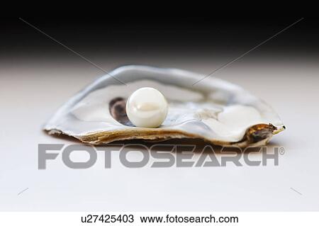 Studio shot of pearl in oyster View Large Photo Image Stock Image - Studio shot of pearl in oyster. Fotosearch
