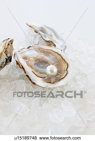 Studio shot of pearl in oyster View Large Photo Image Stock Photo - Studio shot of pearl in oyster. Fotosearch