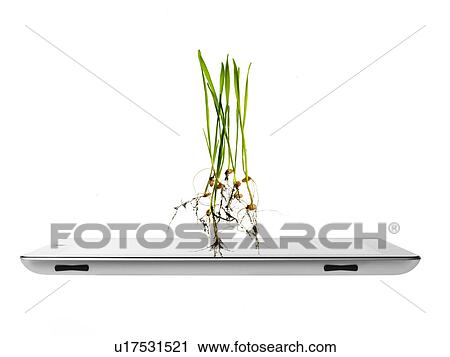 Stock Image - Studio shot of plants over digital tablet. Fotosearch