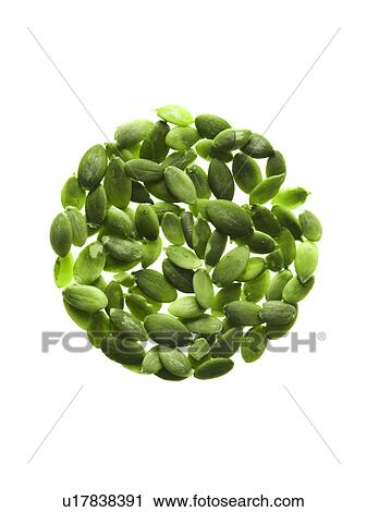 Studio shot of Pumpkin Seed on white background View Large Photo Image Stock Image - Studio shot of Pumpkin Seed on white background. Fotosearch
