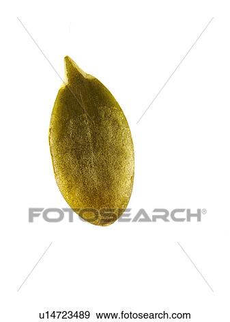 Stock Photo - Studio shot of Pumpkin Seed on white background. Fotosearch