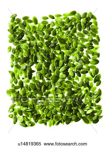 Stock Photography - Studio shot of Pumpkin Seed on white background. Fotosearch