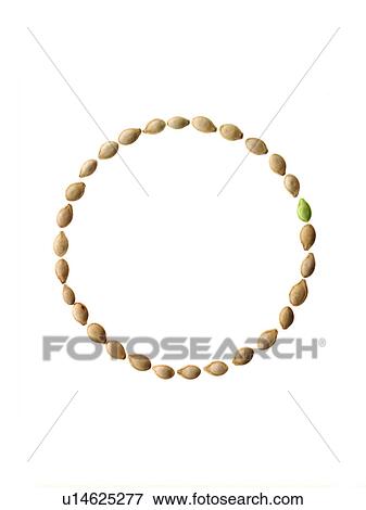 Stock Photo - Studio shot of Pumpkin Seeds on white background. Fotosearch