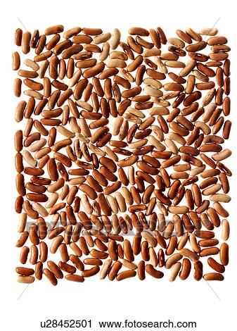 Studio shot of Red Bean Seeds on white background View Large Photo Image Stock Image - Studio shot of Red Bean Seeds on white background. Fotosearch