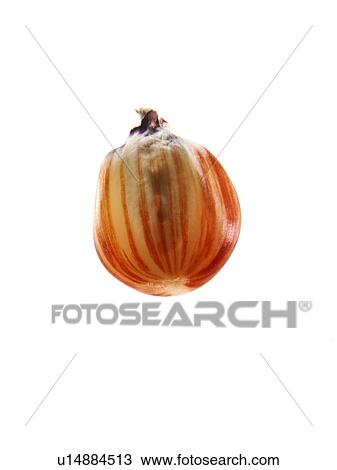 Studio shot of Red Corn Seed on white background View Large Photo Image Stock Image - Studio shot of Red Corn Seed on white background. Fotosearch