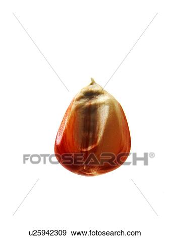 Studio shot of Red Corn Seed on white background View Large Photo Image Stock Photo - Studio shot of Red Corn Seed on white background. Fotosearch