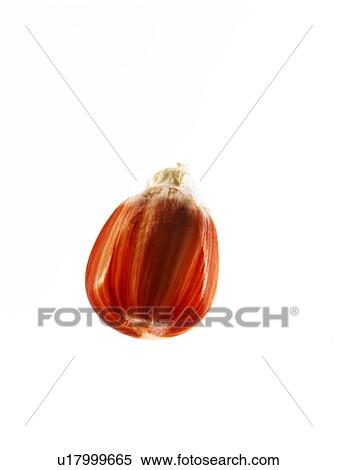 Studio shot of Red Corn Seed on white background View Large Photo Image Stock Photography - Studio shot of Red Corn Seed on white background. Fotosearch