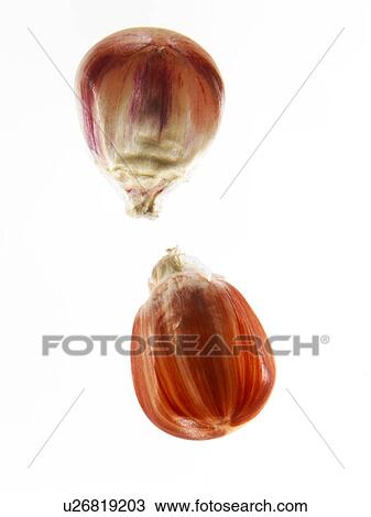 Studio shot of Red Corn Seeds on white background View Large Photo Image Stock Image - Studio shot of Red Corn Seeds on white background. Fotosearch