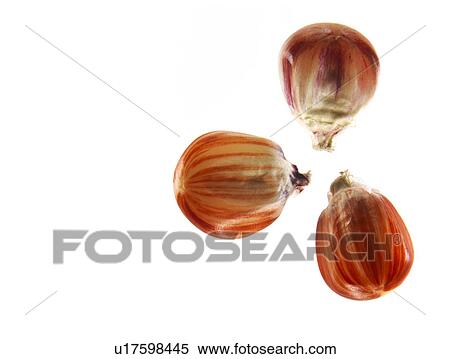 Studio shot of Red Corn Seeds on white background View Large Photo Image Stock Photography - Studio shot of Red Corn Seeds on white background. Fotosearch