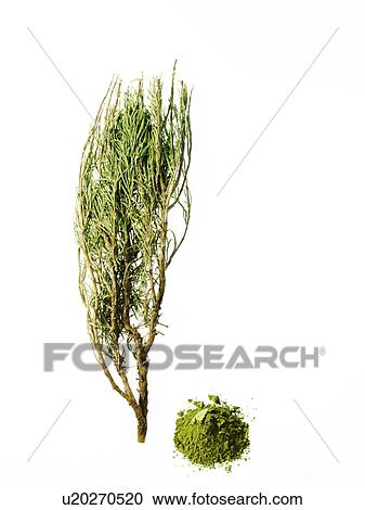 Stock Image - Studio shot of rosemary. Fotosearch