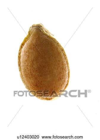 Stock Image - Studio shot of Squash Seed on white background. Fotosearch