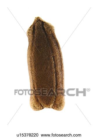 Stock Image - Studio shot of Squash Seed on white background. Fotosearch