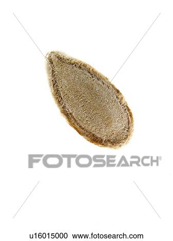 Stock Image - Studio shot of Sunflower Seed on white background. Fotosearch