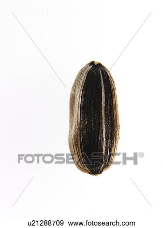 Stock Photo - Studio shot of Sunflower Seed on white background. Fotosearch
