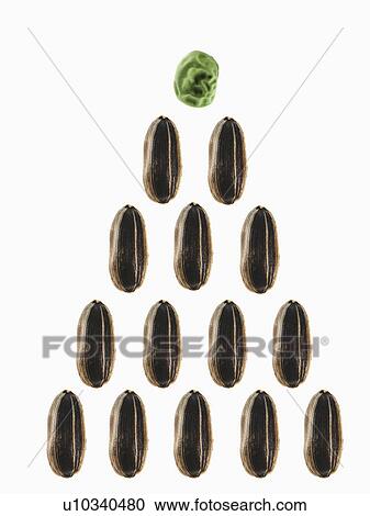 Studio shot of Sunflower Seeds and Pea Seed: Growth on white background View Large Photo Image Stock Image - Studio shot of Sunflower Seeds and Pea Seed: Growth on white background. Fotosearch