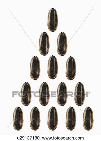 Stock Image - Studio shot of Sunflower Seeds on white background. Fotosearch