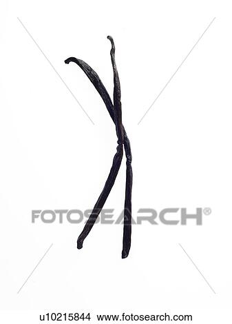 Studio shot of vanilla beans View Large Photo Image Picture - Studio shot of vanilla beans. Fotosearch