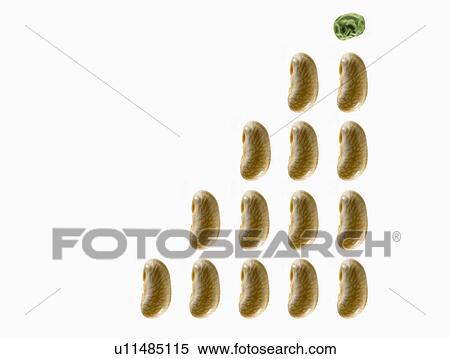 Stock Photography - Studio shot of White Bean Seed and Pea Seed on white background. Fotosearch