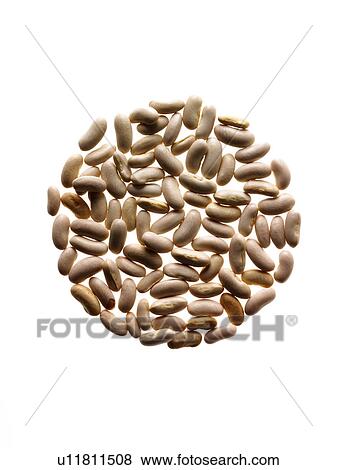 Stock Photo - Studio shot of White Bean Seed on white background. Fotosearch
