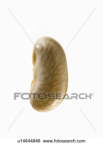 Studio shot of White Bean Seed on white background View Large Photo Image Stock Photograph - Studio shot of White Bean Seed on white background. Fotosearch