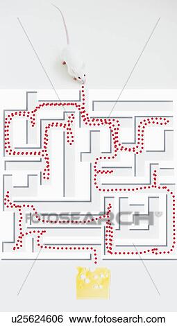 Stock Photograph - Studio shot of white mouse and maze. Fotosearch
