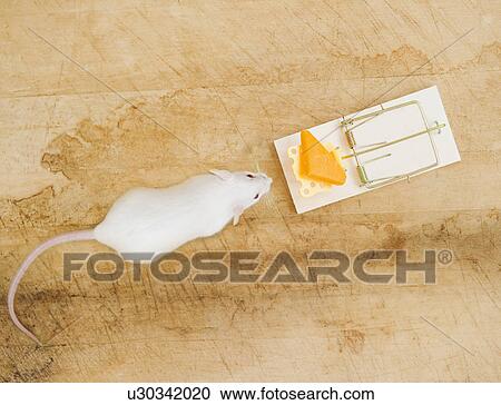 Stock Image - Studio shot of white mouse and mouse trap. Fotosearch