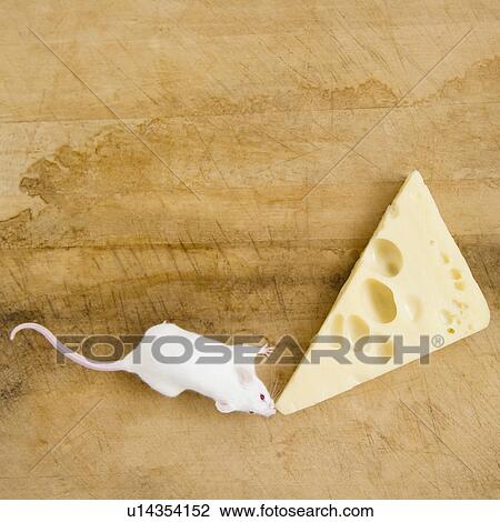 Studio shot of white mouse and slice of cheese View Large Photo Image Stock Image - Studio shot of white mouse and slice of cheese. Fotosearch