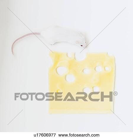 Studio shot of white mouse and slice of swiss cheese View Large Photo Image Stock Photo - Studio shot of white mouse and slice of swiss cheese. Fotosearch