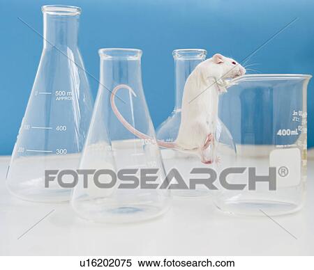 Stock Photography - Studio shot of white mouse climbing laboratory vial. Fotosearch