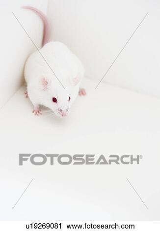 Studio shot of white mouse in corner View Large Photo Image Stock Image - Studio shot of white mouse in corner. Fotosearch