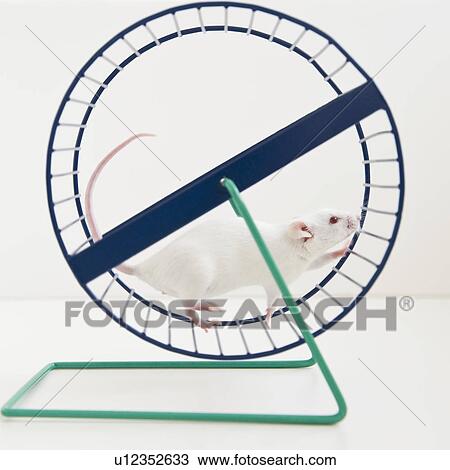 Stock Image - Studio shot of white mouse in exercise wheel. Fotosearch