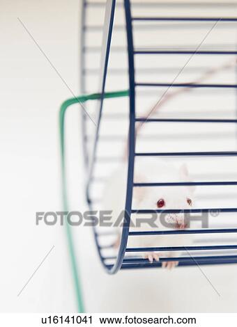 Studio shot of white mouse in exercise wheel View Large Photo Image Stock Image - Studio shot of white mouse in exercise wheel. Fotosearch
