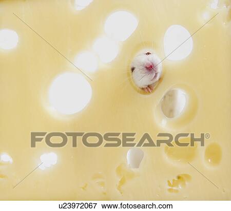 Studio shot of white mouse looking through hole in swiss cheese View Large Photo Image Stock Photo - Studio shot of white mouse looking through hole in swiss cheese. Fotosearch