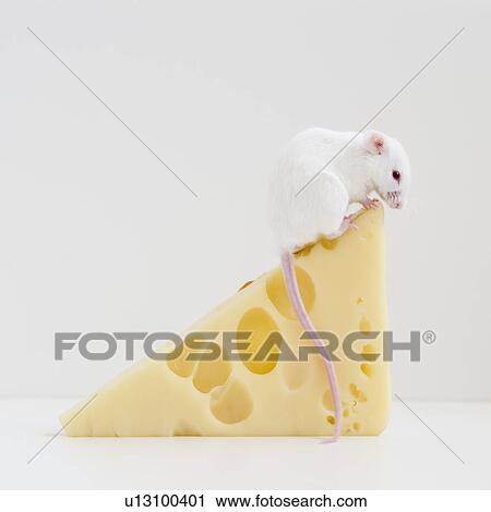 Stock Image - Studio shot of white mouse sitting on top of slice of cheese. Fotosearch