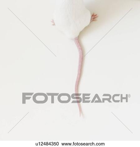 Stock Image - Studio shot of white mouse. Fotosearch