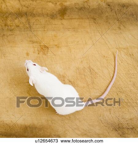 Stock Image - Studio shot of white mouse. Fotosearch