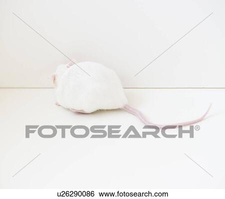 Studio shot of white mouse View Large Photo Image Stock Photograph - Studio shot of white mouse. Fotosearch