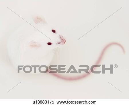 Stock Photography - Studio shot of white mouse. Fotosearch