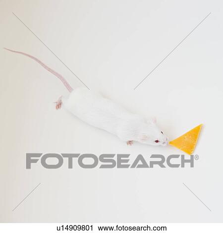 Studio shot of white mouse with slice of cheese View Large Photo Image Stock Image - Studio shot of white mouse with slice of cheese. Fotosearch