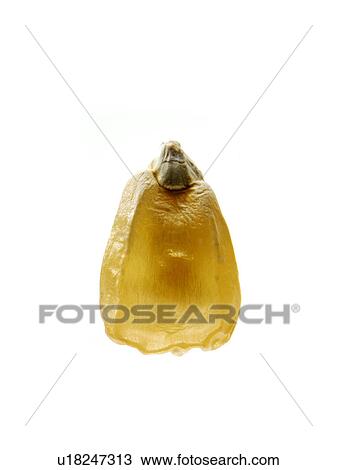 Stock Image - Studio shot of Yellow Corn Seed on white background. Fotosearch